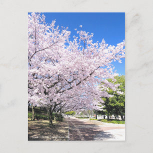 Cartão Postal Somei-yoshino: Cherry Blossoms [Cartão postal]