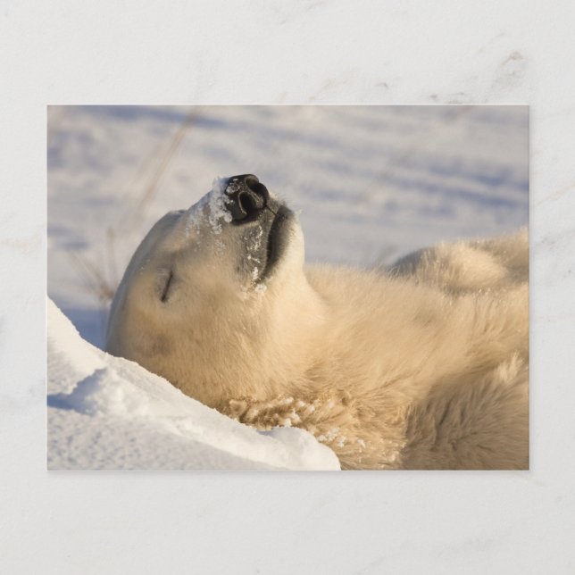Cartão Postal Soneca do Urso Polar (Frente)