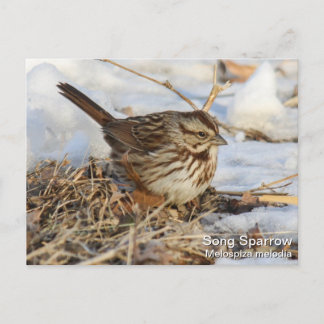 Cartão Postal Song Sparrow