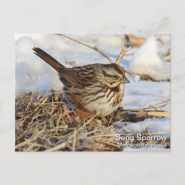 Cartão Postal Song Sparrow (Frente)