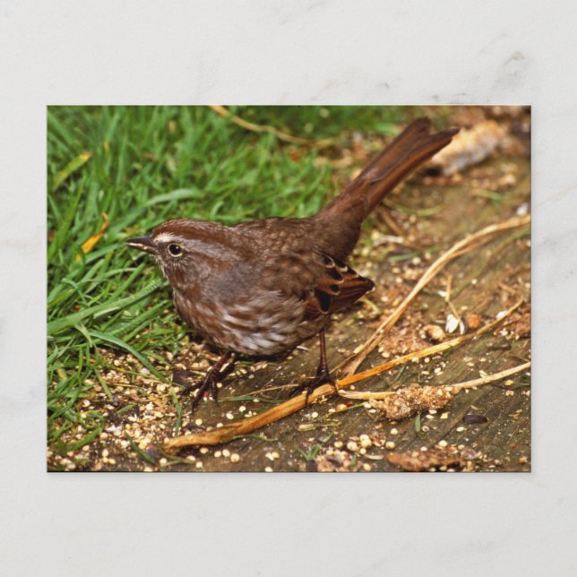 Cartão Postal Song Sparrow (Frente)