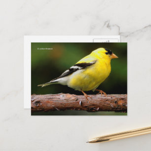 Cartão Postal Songbird americano Goldfinch na Árvore de Arbutus
