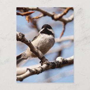 Cartão Postal Songbird bonito na procura por Primavera