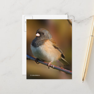 Cartão Postal Songbird de junco de olhos escuros em um membro