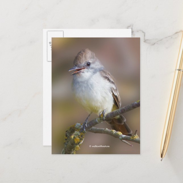 Cartão Postal Songbird Sorridente de Ash-Throated Flycatcher na  (Frente/Verso In Situ)