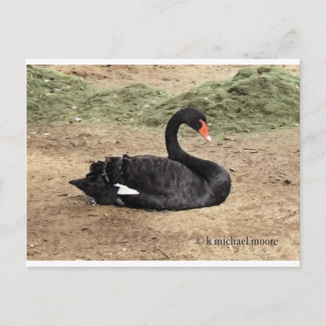 Cartão Postal Sonhando com o mar (Frente)