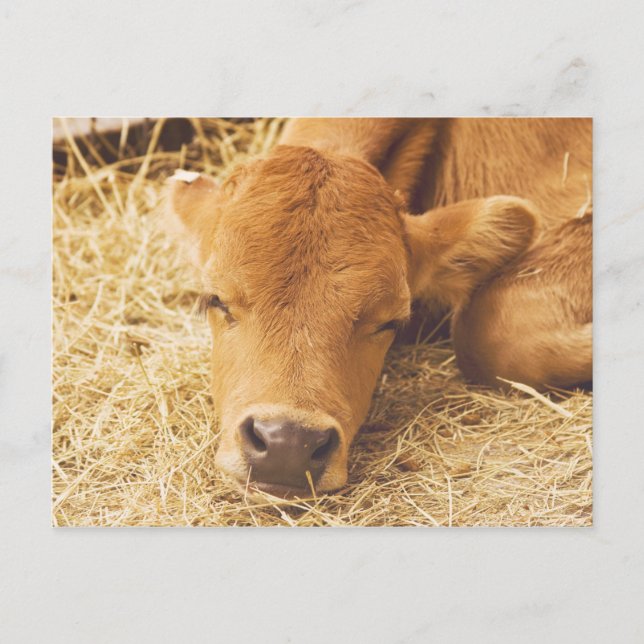 Cartão Postal Sonhando com você. (Frente)