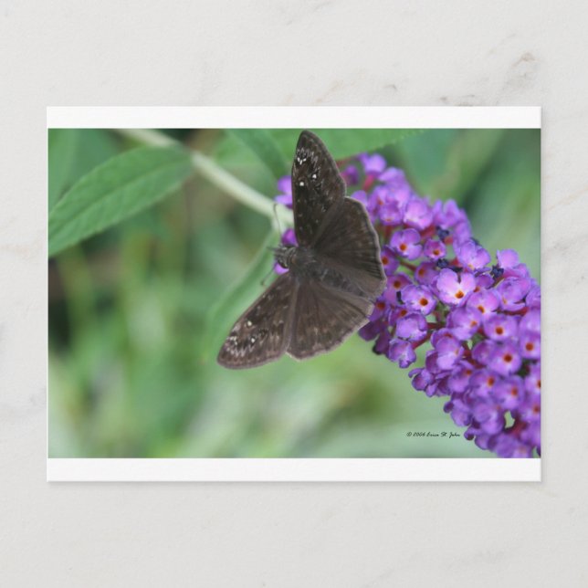 Cartão Postal Sonhos de Mama (Frente)