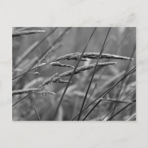 Cartão Postal Sonhos do Dia do Verão