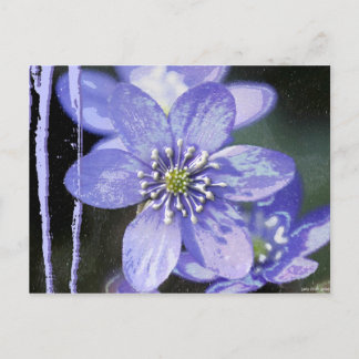 Cartão Postal Sonhos Violetas