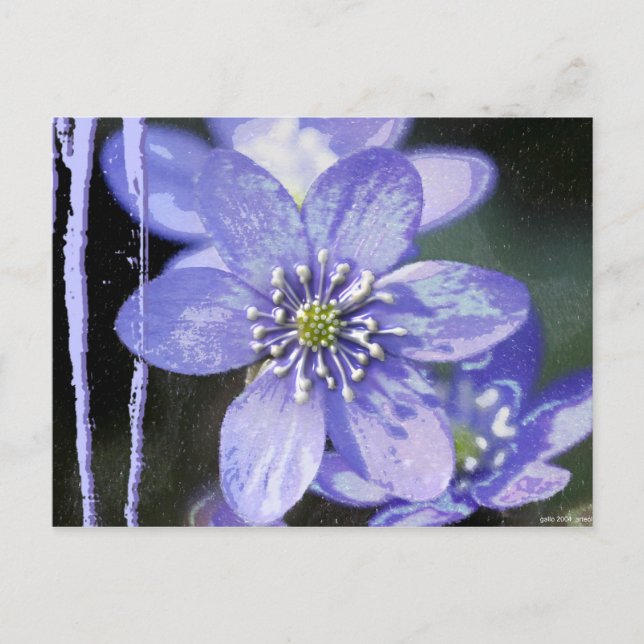 Cartão Postal Sonhos Violetas (Frente)