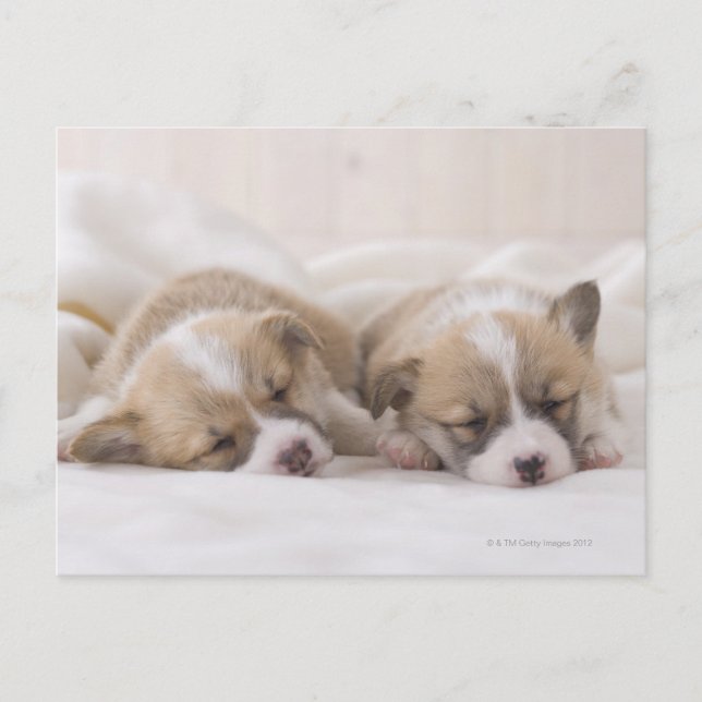 Cartão Postal Sono do Corgi dois Galês (Frente)