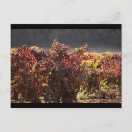 Cartão Postal Sonoma Valley - Zinfandel