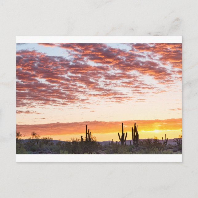 Cartão Postal Sonoran Desert Colorida Sunrise Morning (Frente)