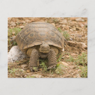 Cartão Postal Sonoran Deset Tortoise