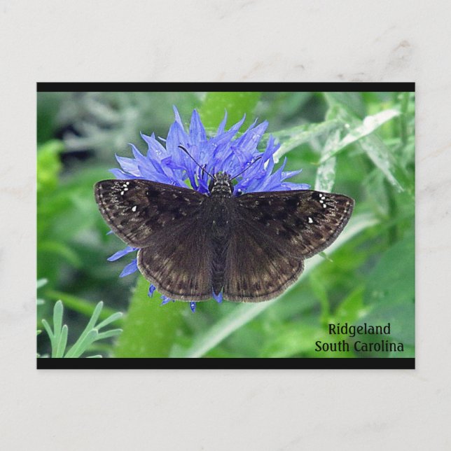 Cartão Postal Sootipagem em Cornflower (Frente)