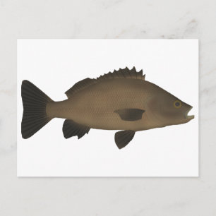 Cartão Postal Sooty Grunter