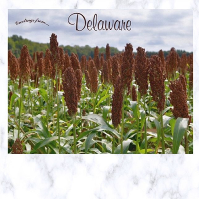 Cartão Postal Sorghum Crop em Delaware (Criador carregado)