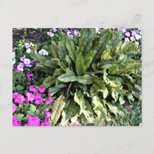 Cartão Postal Sorrel Vermelhos/Jardim Flor de Impatite Rosa