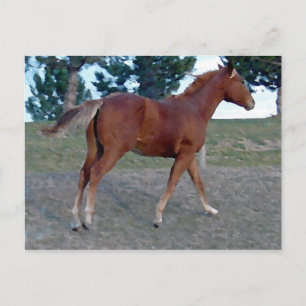 Cartão Postal Sorrel Yearling