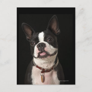 Cartão Postal Sorrindo Boston terrier com colarinho