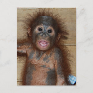 Cartão Postal Sorriso Baby Orangutan em Borneo Fralda