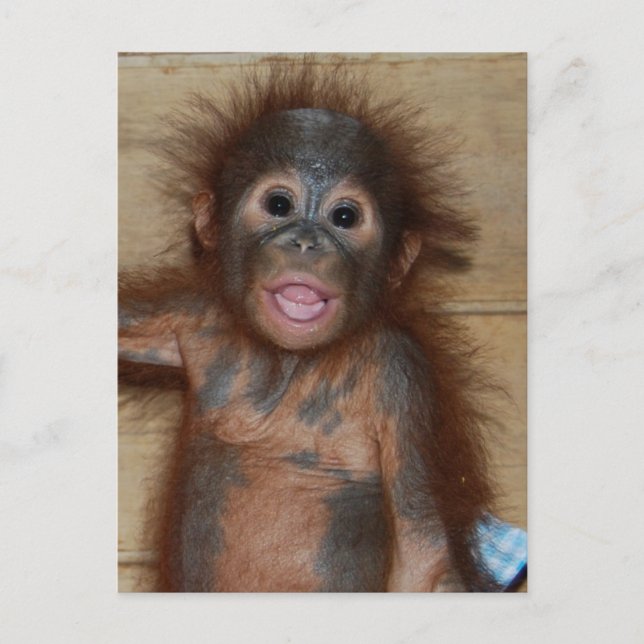 Cartão Postal Sorriso Baby Orangutan em Borneo Fralda (Frente)