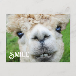 Cartão Postal Sorriso de Alpaca Llama Fazenda Engraçado Sorriso 
