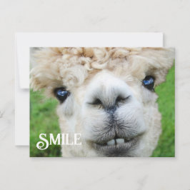 Cartão Postal Sorriso de Alpaca Llama Fazenda Engraçado Sorriso 