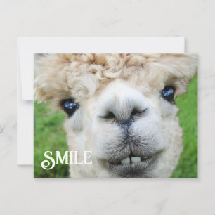 Cartão Postal Sorriso de Alpaca Llama Fazenda Engraçado Sorriso 