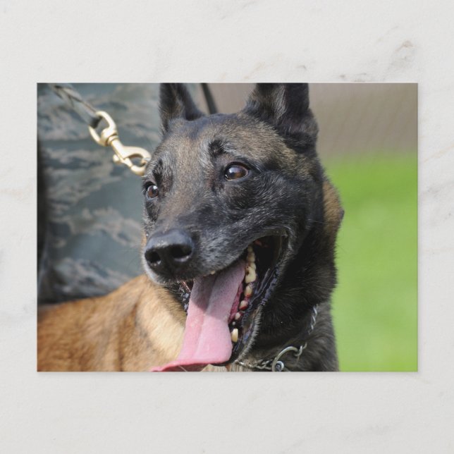 Cartão Postal Sorriso de Cachorro Malinois Belga (Frente)