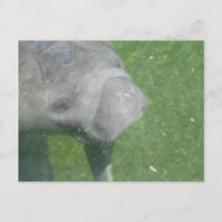 Sorriso Manatee Foto de Água Animal