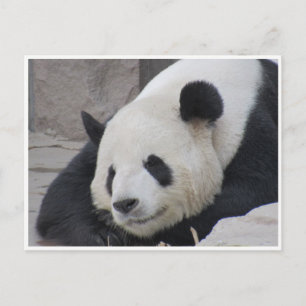 Cartão Postal sorriso panda gigante