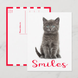 Cartão Postal Sorrisos de Gatinho Fofo, Olá, Saudade, Amante de
