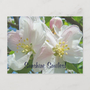 Cartão Postal Sorrisos de Sol! Cartões-postais personalizados Fl