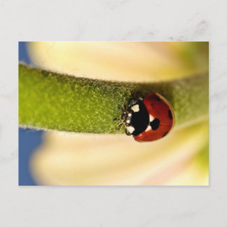 Cartão Postal Sorte