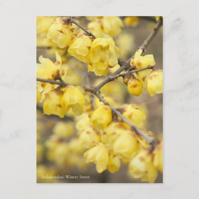 Cartão Postal Soshin-robai: Winter Sweet [Cartão postal] (Frente)