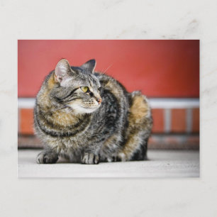 Cartão Postal Sou um gato!
