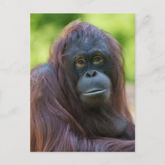 Cartão Postal Soulful Orangutan Portrait (Frente)