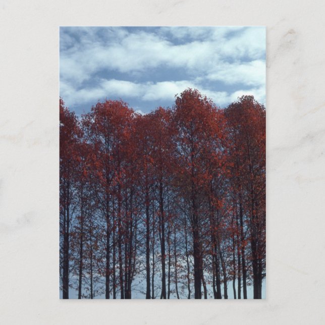 Cartão Postal Sourwood Trees postcard (Frente)