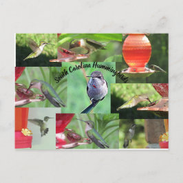 Cartão Postal South Carolina Hummingbird