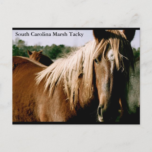 Cartão Postal South Carolina Marsh Tacky (Frente)