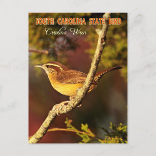 Cartão Postal South Carolina State Bird: Carolina Wren