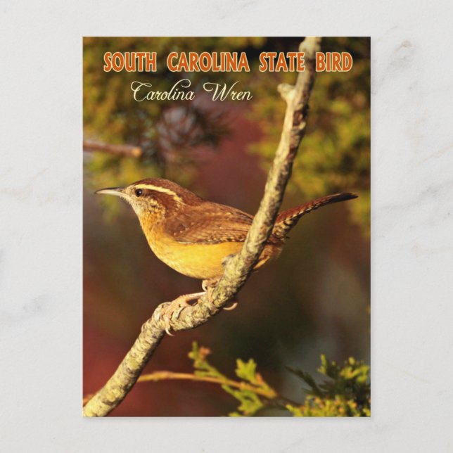 Cartão Postal South Carolina State Bird: Carolina Wren (Frente)