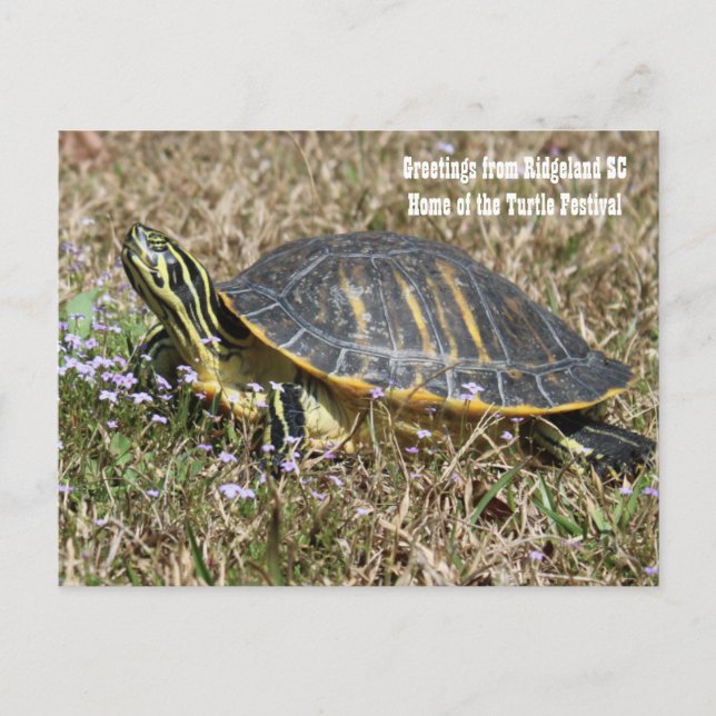 Cartão Postal South Carolina Turtle (Frente)