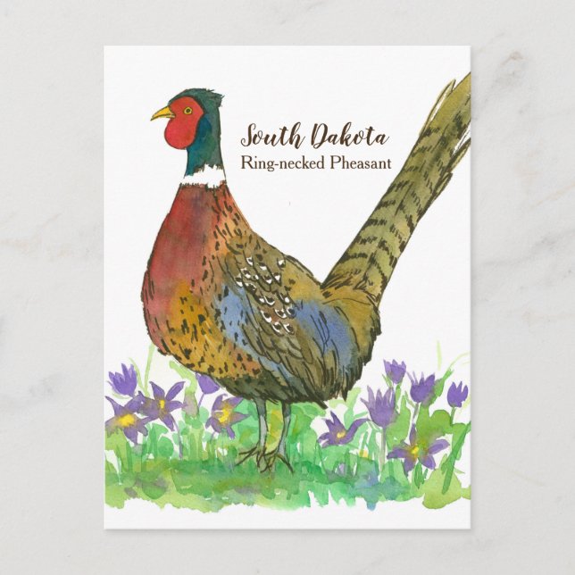 Cartão Postal South Dakota Ring Neck Pheasant Pasque Flower (Frente)