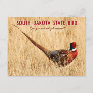 Cartão Postal South Dakota State Bird: Faisão com pescoço de ané