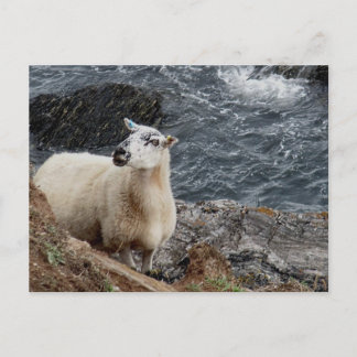 Cartão Postal South Devon Coast Sheep On Rocks
