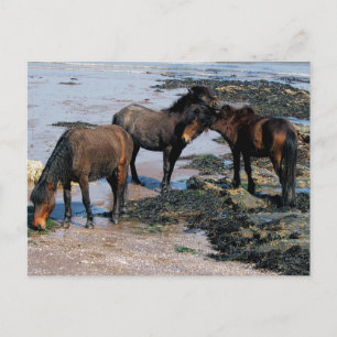 Cartão Postal South Devon Three Dartmoor Ponies Brincando Em Pra