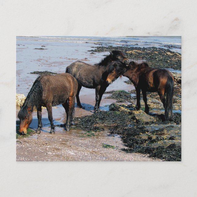 Cartão Postal South Devon Three Dartmoor Ponies Brincando Em Pra (Frente)